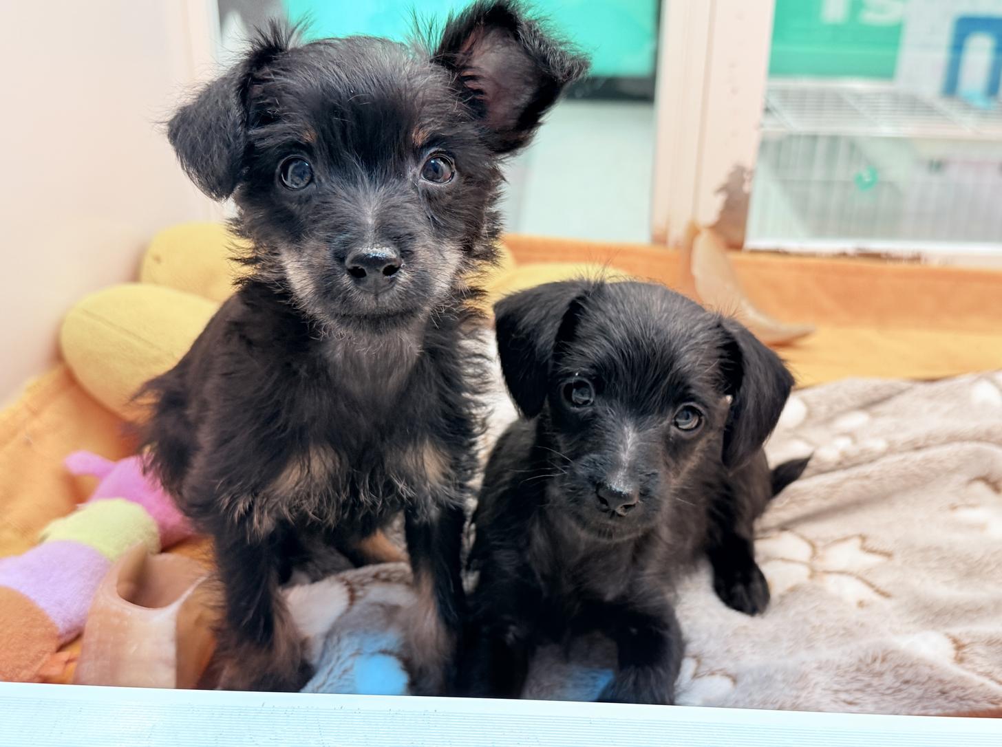 北海道のハーフ犬・ミックス犬 (ペットフェイス大谷地店/2026年1月18日生まれ/男の子/ブラックタン)の子犬の2枚目の画像