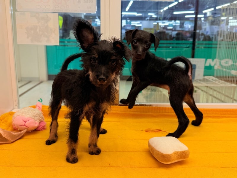 北海道のハーフ犬・ミックス犬 (ペットフェイス大谷地店/2026年1月18日生まれ/男の子/ブラックタン)の子犬の3枚目の画像