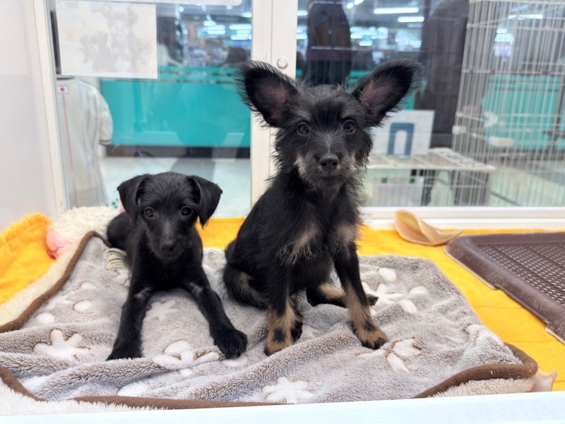 北海道のハーフ犬・ミックス犬 (ペットフェイス大谷地店/2026年1月18日生まれ/男の子/ブラックタン)の子犬の4枚目の画像