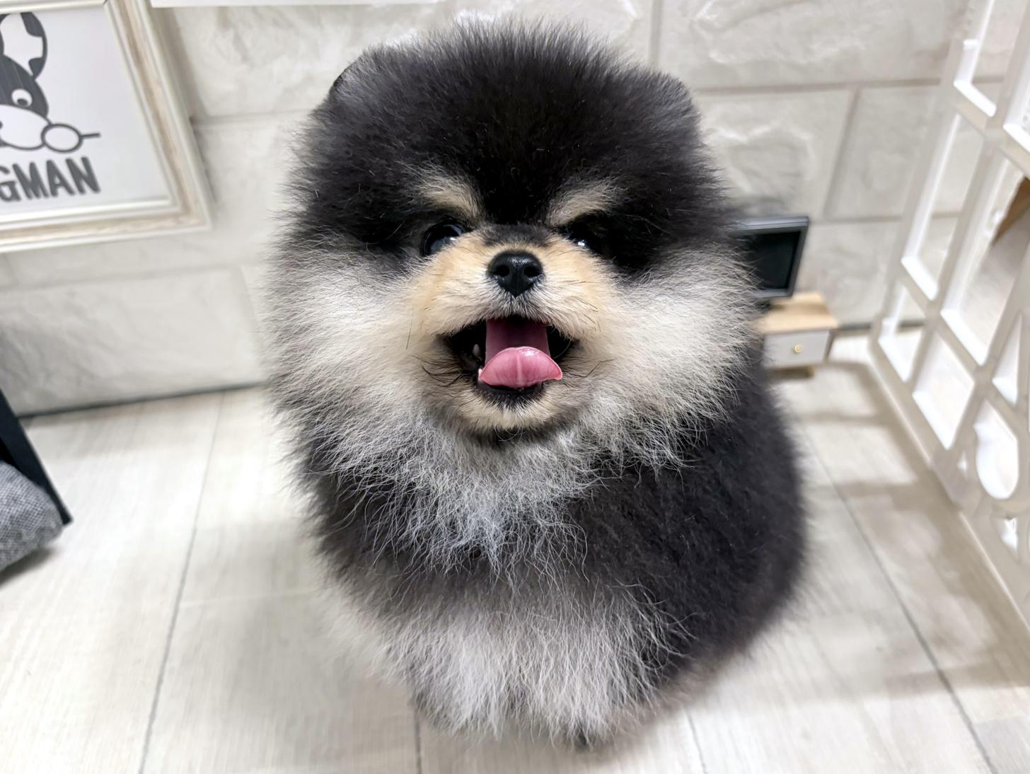 大阪府のポメラニアン (DOGMAN平野瓜破店/2026年8月3日生まれ/男の子/ブラッククリーム)の子犬の1枚目の画像