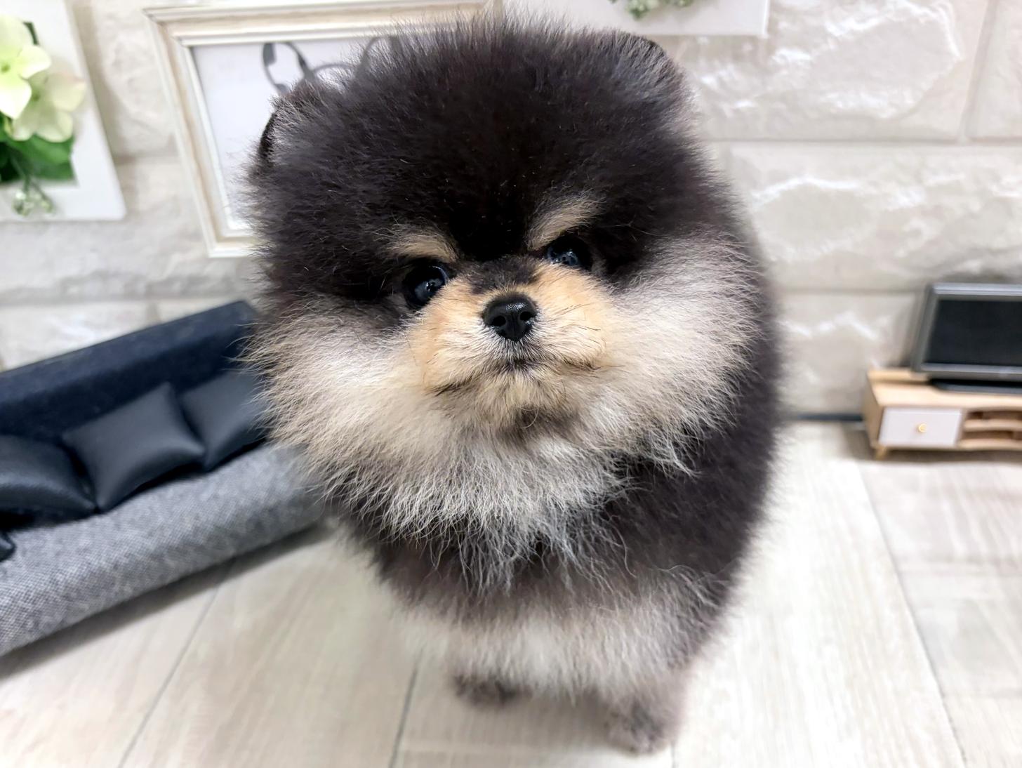 大阪府のポメラニアン (DOGMAN平野瓜破店/2026年8月3日生まれ/男の子/ブラッククリーム)の子犬の2枚目の画像