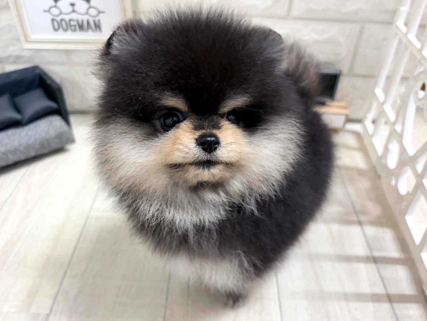 大阪府のポメラニアン (DOGMAN平野瓜破店/2026年8月3日生まれ/男の子/ブラッククリーム)の子犬の3枚目の画像
