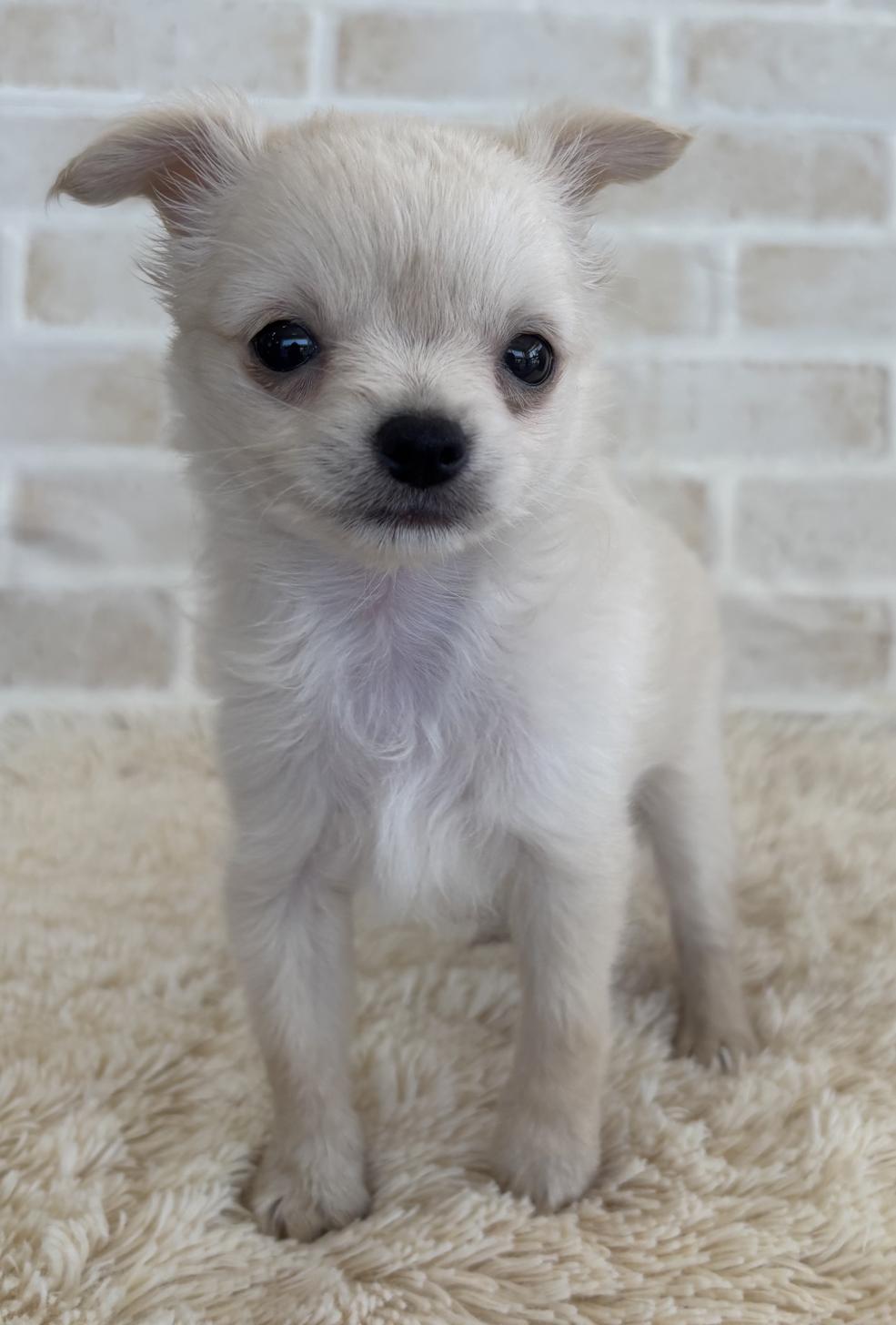佐賀県のチワワ(ロング) (スタードッグス新鳥栖店/2026年3月14日生まれ/男の子/クリーム)の子犬