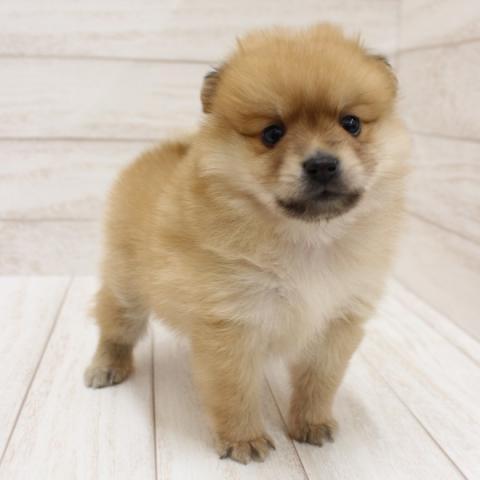 千葉県のポメラニアン (ペピカ八幡店/2024年12月14日生まれ/男の子/オレンジ)の子犬の1枚目の画像