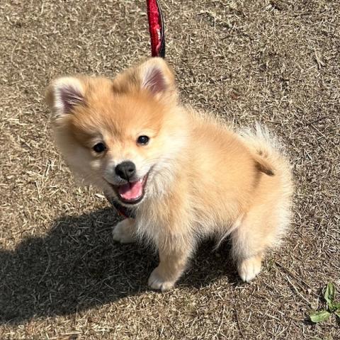 千葉県のポメラニアン (ペピカ八幡店/2024年12月14日生まれ/男の子/オレンジ)の子犬の2枚目の画像