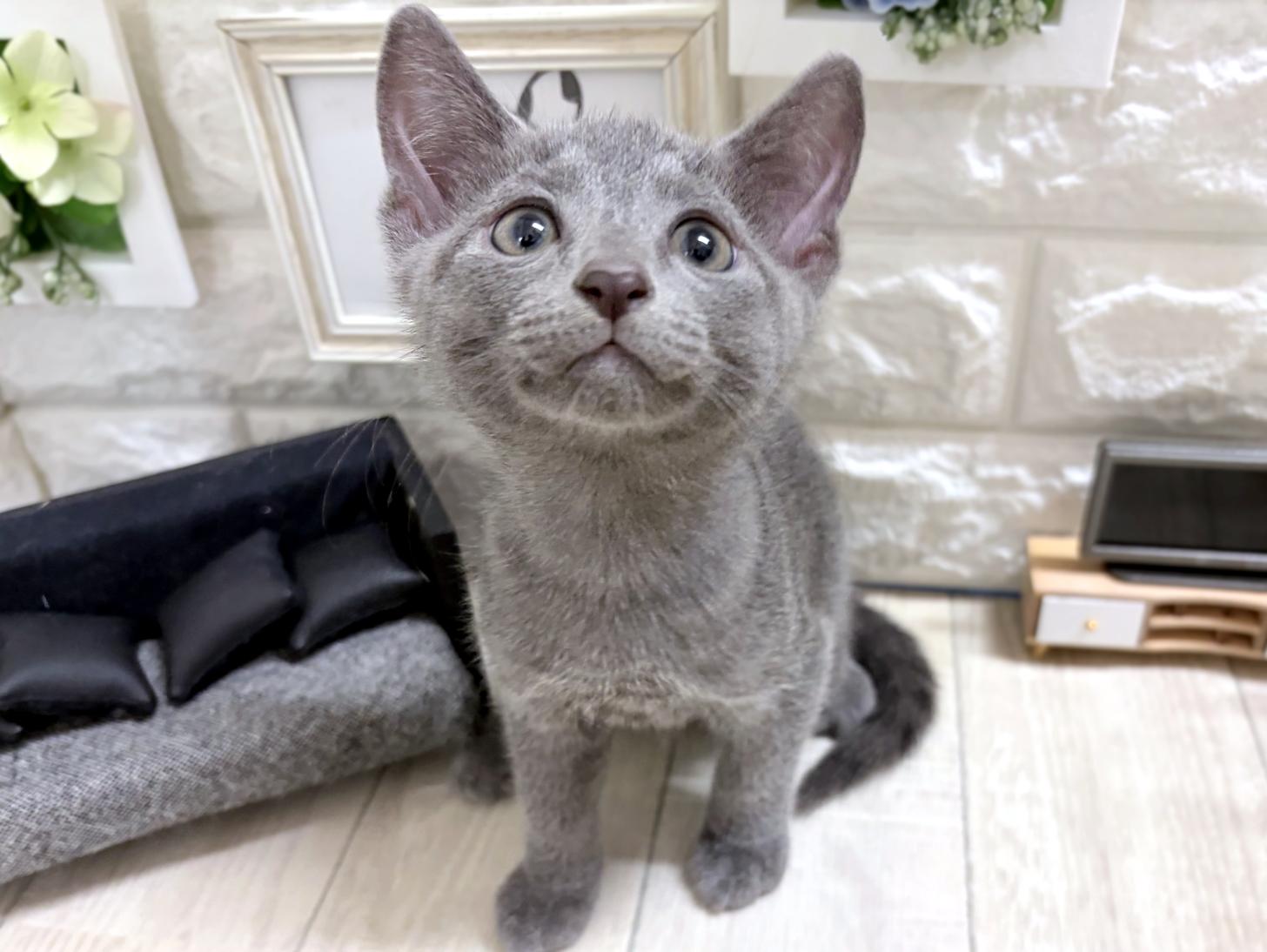 大阪府のロシアンブルー (DOGMAN平野瓜破店/2026年7月21日生まれ/男の子/ブルー)の子猫の1枚目の画像