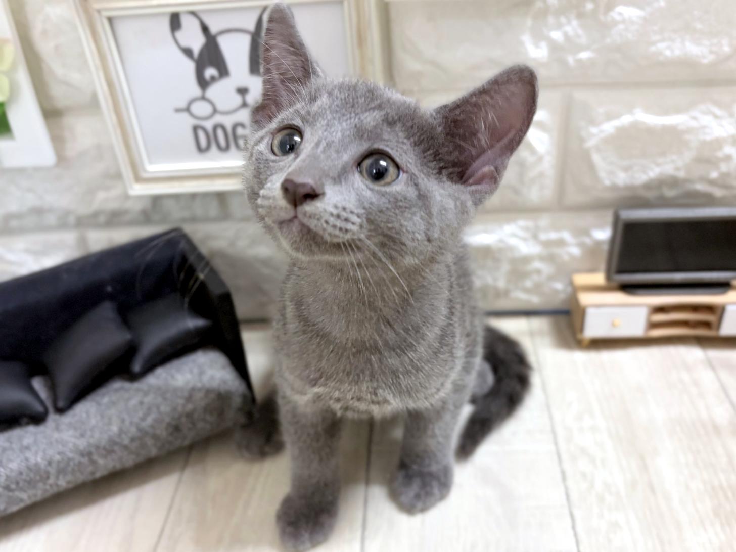 大阪府のロシアンブルー (DOGMAN平野瓜破店/2026年7月21日生まれ/男の子/ブルー)の子猫の2枚目の画像