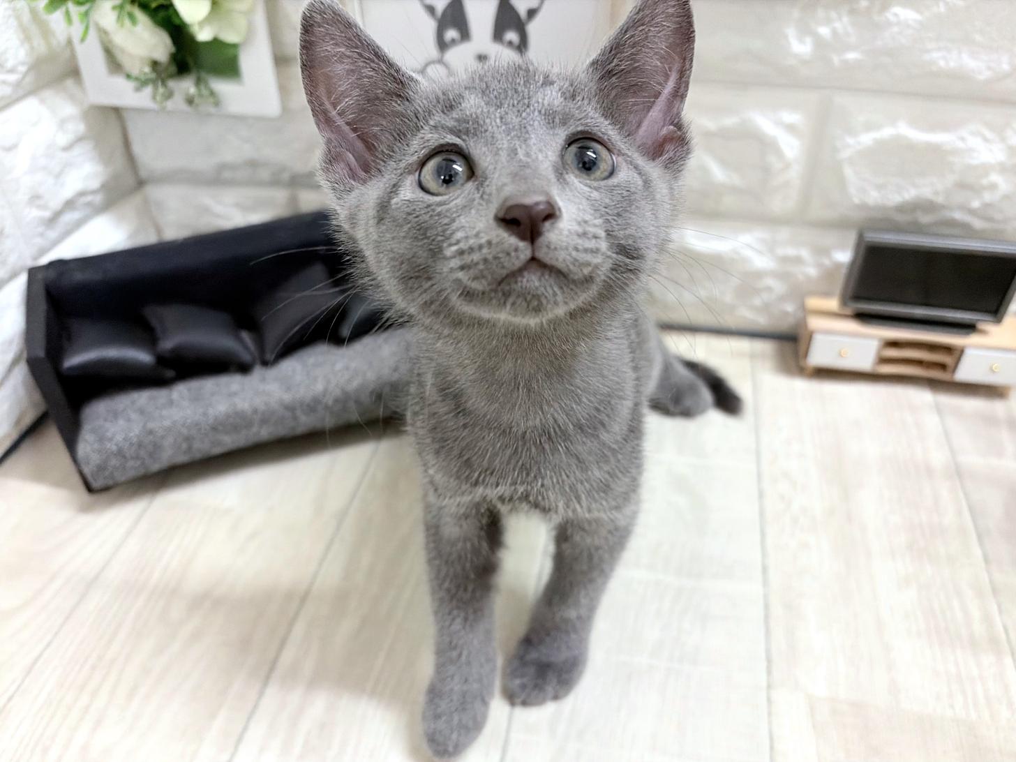 大阪府のロシアンブルー (DOGMAN平野瓜破店/2026年7月21日生まれ/男の子/ブルー)の子猫の3枚目の画像