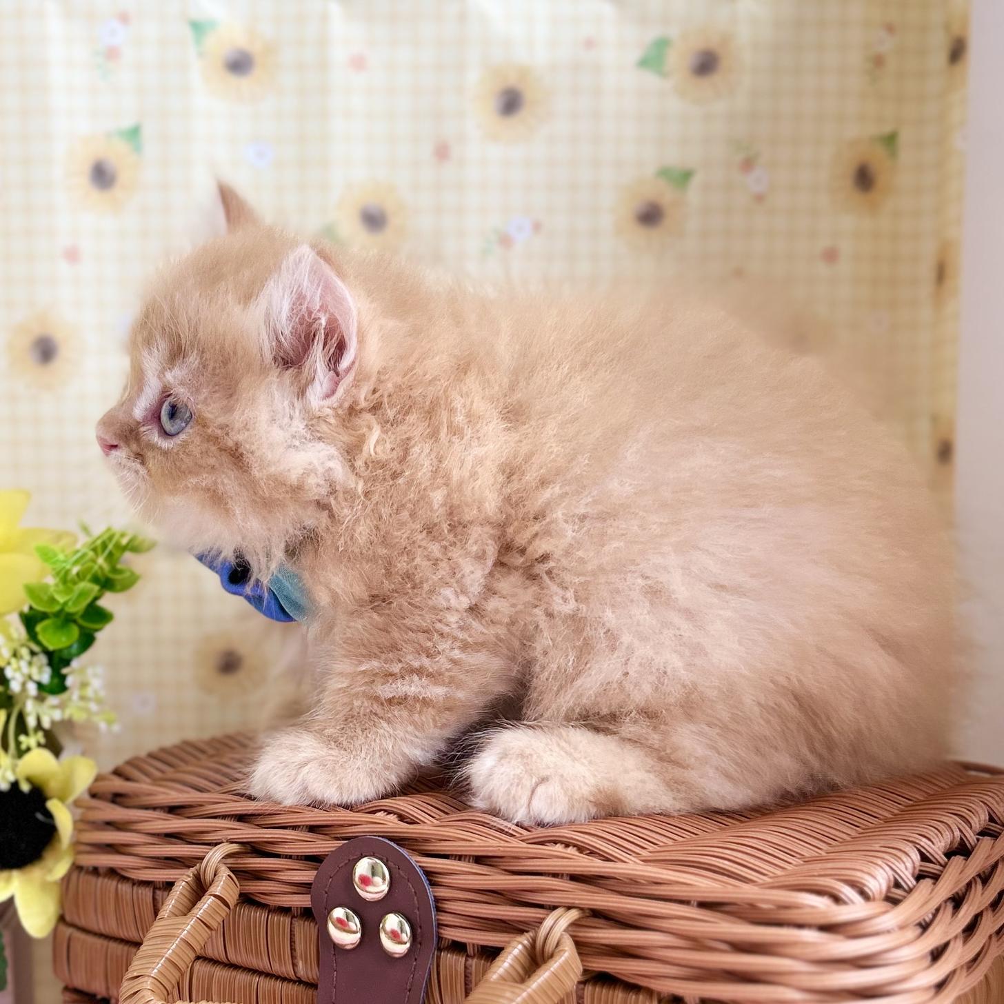 神奈川県のスコティッシュフォールド (にゃんこハウスPAW/2025年5月27日生まれ/男の子/レッドタビー)の子猫の4枚目の画像
