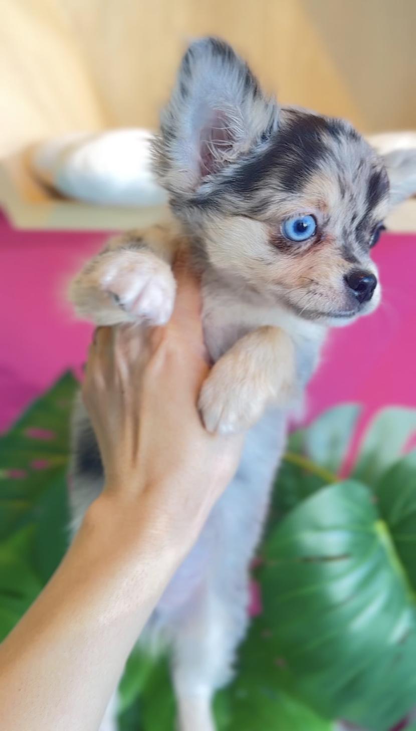 埼玉県のチワワ(ロング) (PET SHOP Tiny tales/2025年11月1日生まれ/男の子/ブルーマール)の子犬の1枚目の画像