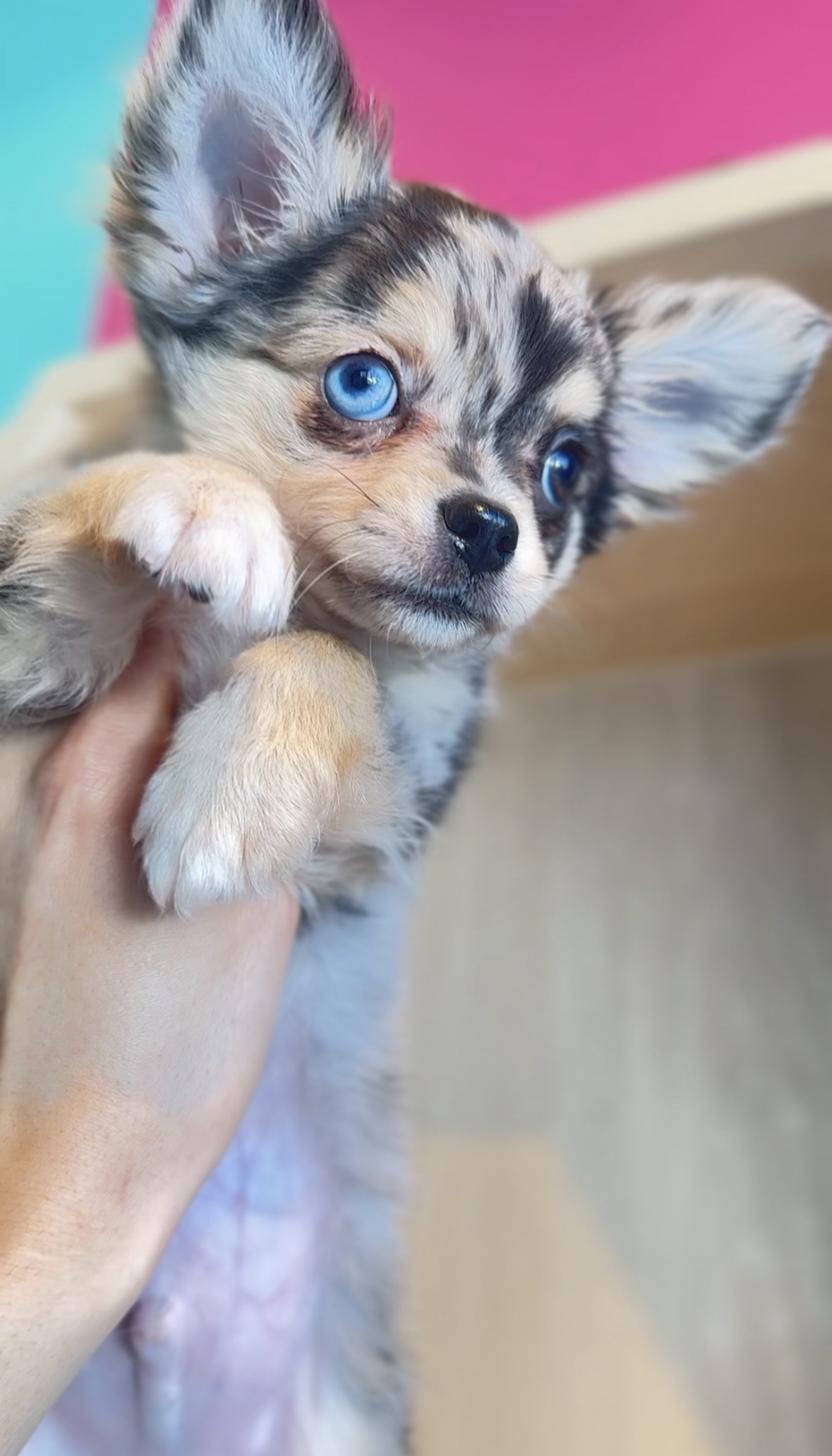 埼玉県のチワワ(ロング) (PET SHOP Tiny tales/2025年11月1日生まれ/男の子/ブルーマール)の子犬の2枚目の画像