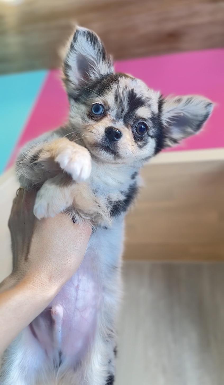 埼玉県のチワワ(ロング) (PET SHOP Tiny tales/2025年11月1日生まれ/男の子/ブルーマール)の子犬の3枚目の画像