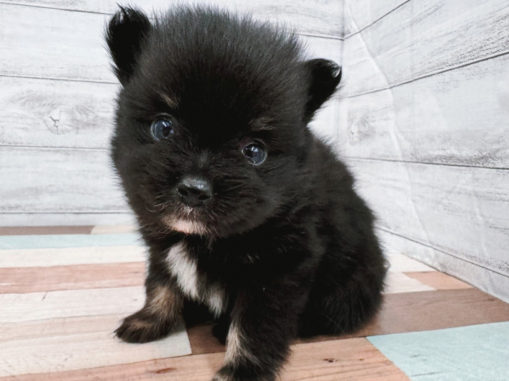 新潟県のポメラニアン (竹内ペット 新潟西店/2026年4月2日生まれ/男の子/ブラックタン)の子犬の4枚目の画像