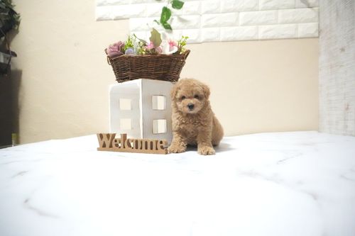 滋賀県のトイプードル(タイニー) (いっぷく湖南店/2025年10月12日生まれ/男の子/オレンジフォーン)の子犬の1枚目の画像