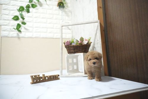 滋賀県のトイプードル(タイニー) (いっぷく湖南店/2025年10月12日生まれ/男の子/オレンジフォーン)の子犬の2枚目の画像