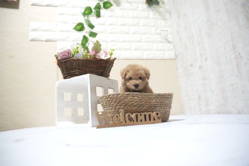 滋賀県のトイプードル(タイニー) (いっぷく湖南店/2025年10月12日生まれ/男の子/オレンジフォーン)の子犬の3枚目の画像