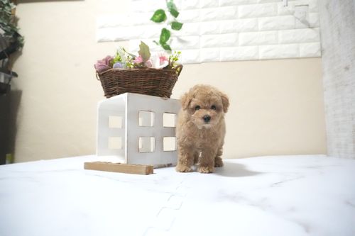 滋賀県のトイプードル(タイニー) (いっぷく湖南店/2025年10月12日生まれ/男の子/オレンジフォーン)の子犬の4枚目の画像