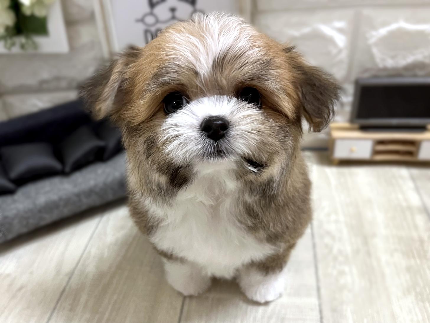 和歌山県のチワマル/マルチワ(チワワ×マルチーズ) (DOGMAN和歌山店/2025年12月21日生まれ/男の子/レッドホワイト)の子犬の1枚目の画像