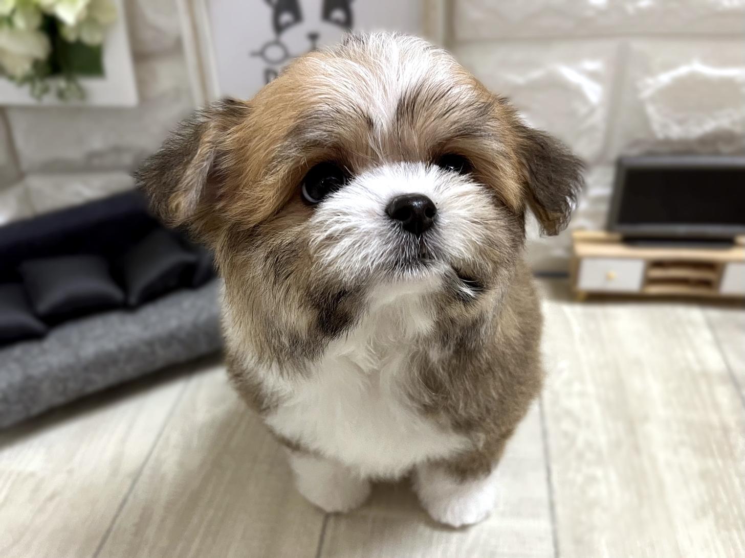 和歌山県のチワマル/マルチワ(チワワ×マルチーズ) (DOGMAN和歌山店/2025年12月21日生まれ/男の子/レッドホワイト)の子犬の2枚目の画像