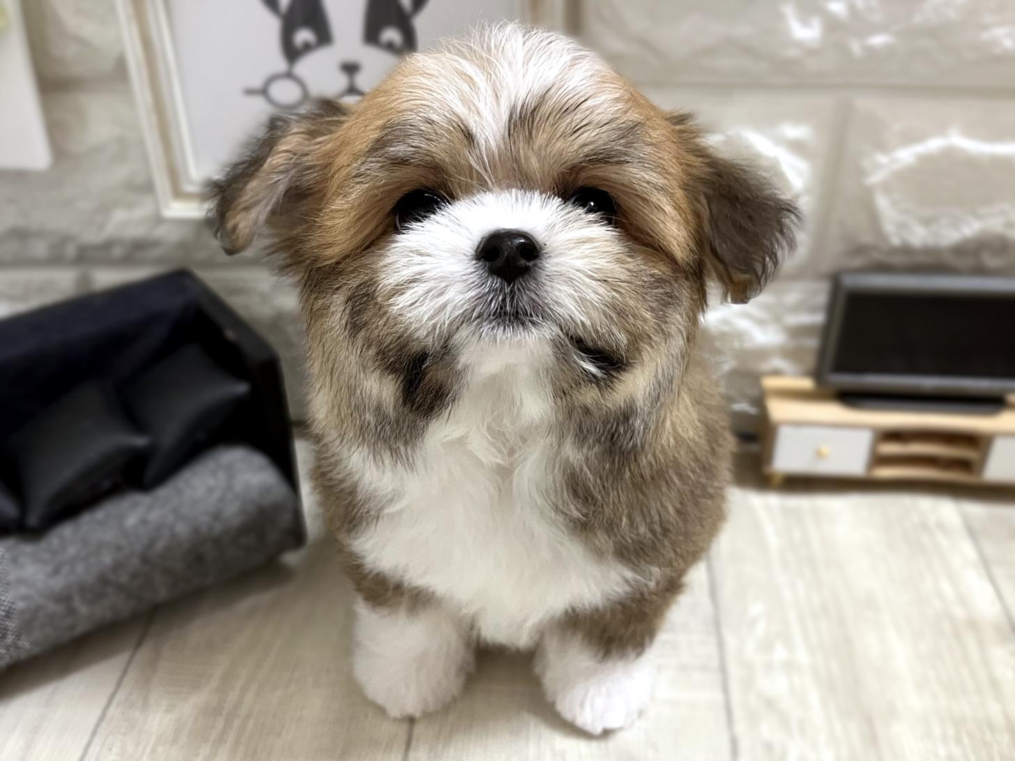 和歌山県のチワマル/マルチワ(チワワ×マルチーズ) (DOGMAN和歌山店/2025年12月21日生まれ/男の子/レッドホワイト)の子犬の3枚目の画像