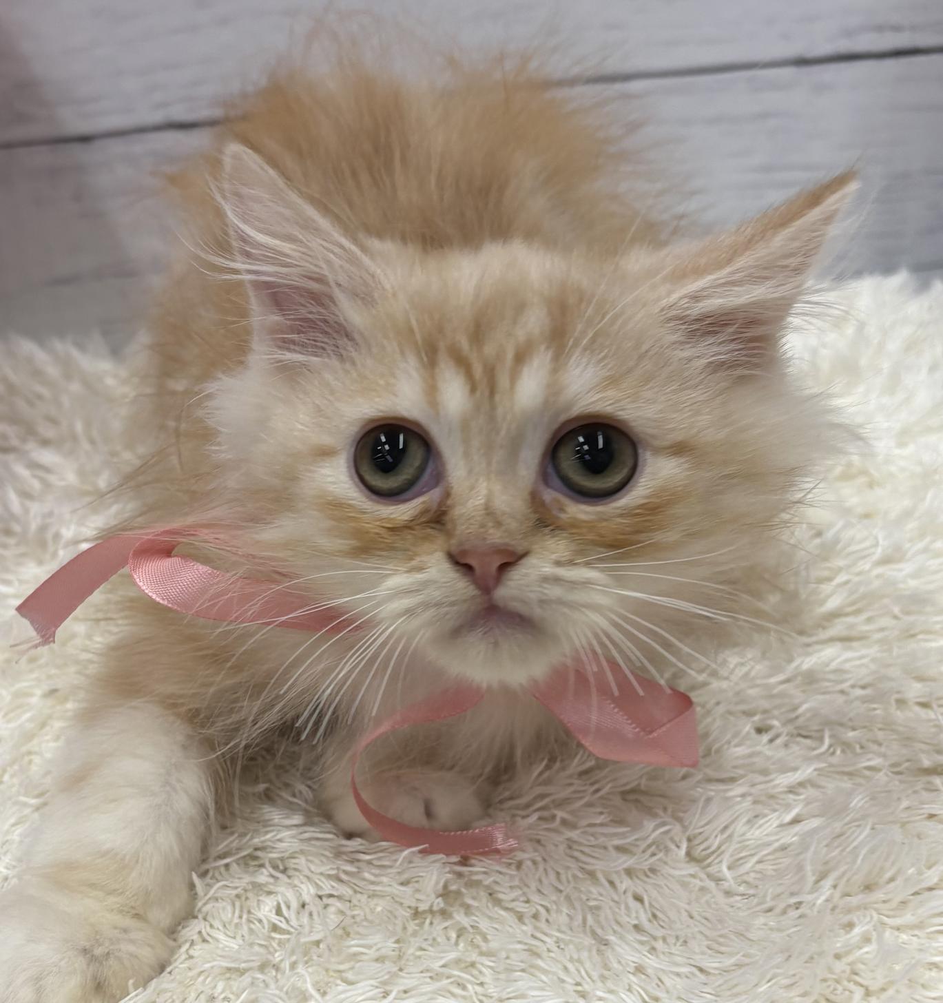 千葉県のミヌエット (ペッツワン佐倉店/2026年3月26日生まれ/男の子/レッドタビー)の子猫