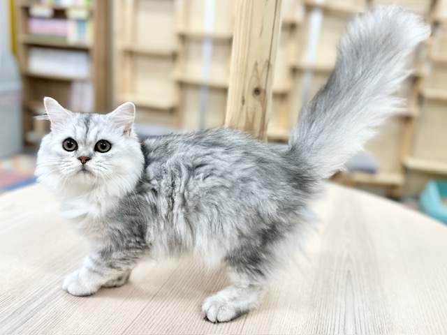 神奈川県のミヌエット (にゃんこハウスPAW/2025年2月4日生まれ/男の子/チンチラシルバー)の子猫の1枚目の画像
