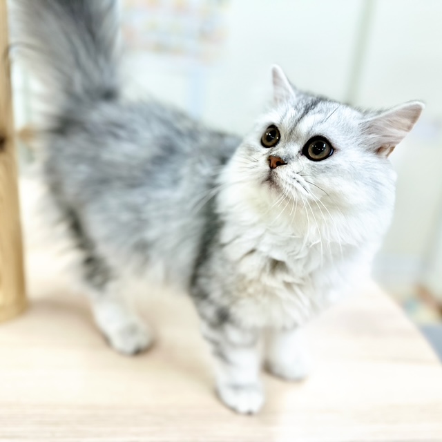 神奈川県のミヌエット (にゃんこハウスPAW/2025年2月4日生まれ/男の子/チンチラシルバー)の子猫の2枚目の画像