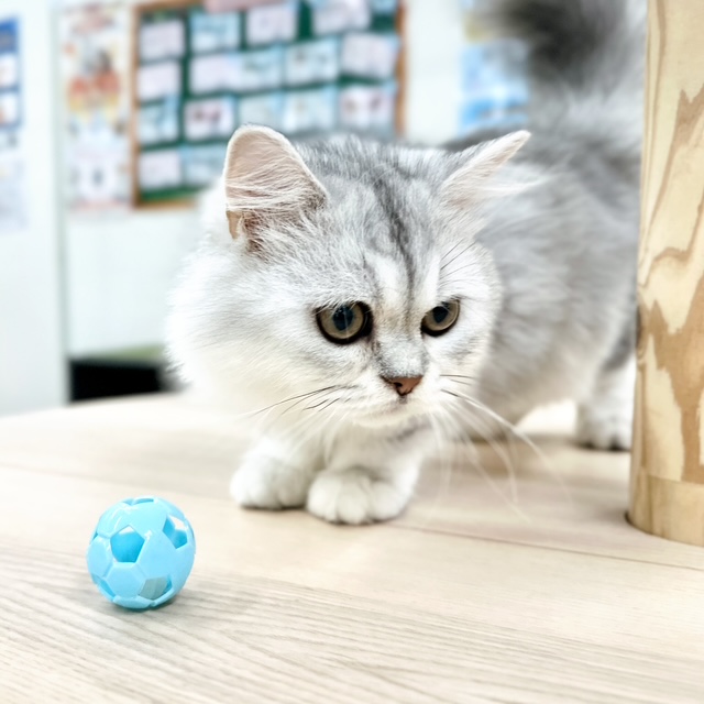 神奈川県のミヌエット (にゃんこハウスPAW/2025年2月4日生まれ/男の子/チンチラシルバー)の子猫の3枚目の画像