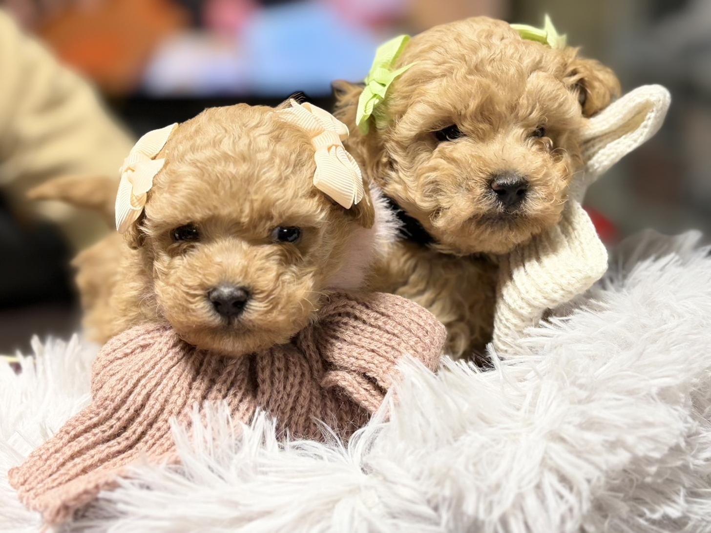 滋賀県のトイプードル(ティーカップ) (ナカニシケンネル/2025年12月2日生まれ/男の子/オレンジフォーン)の子犬の1枚目の画像