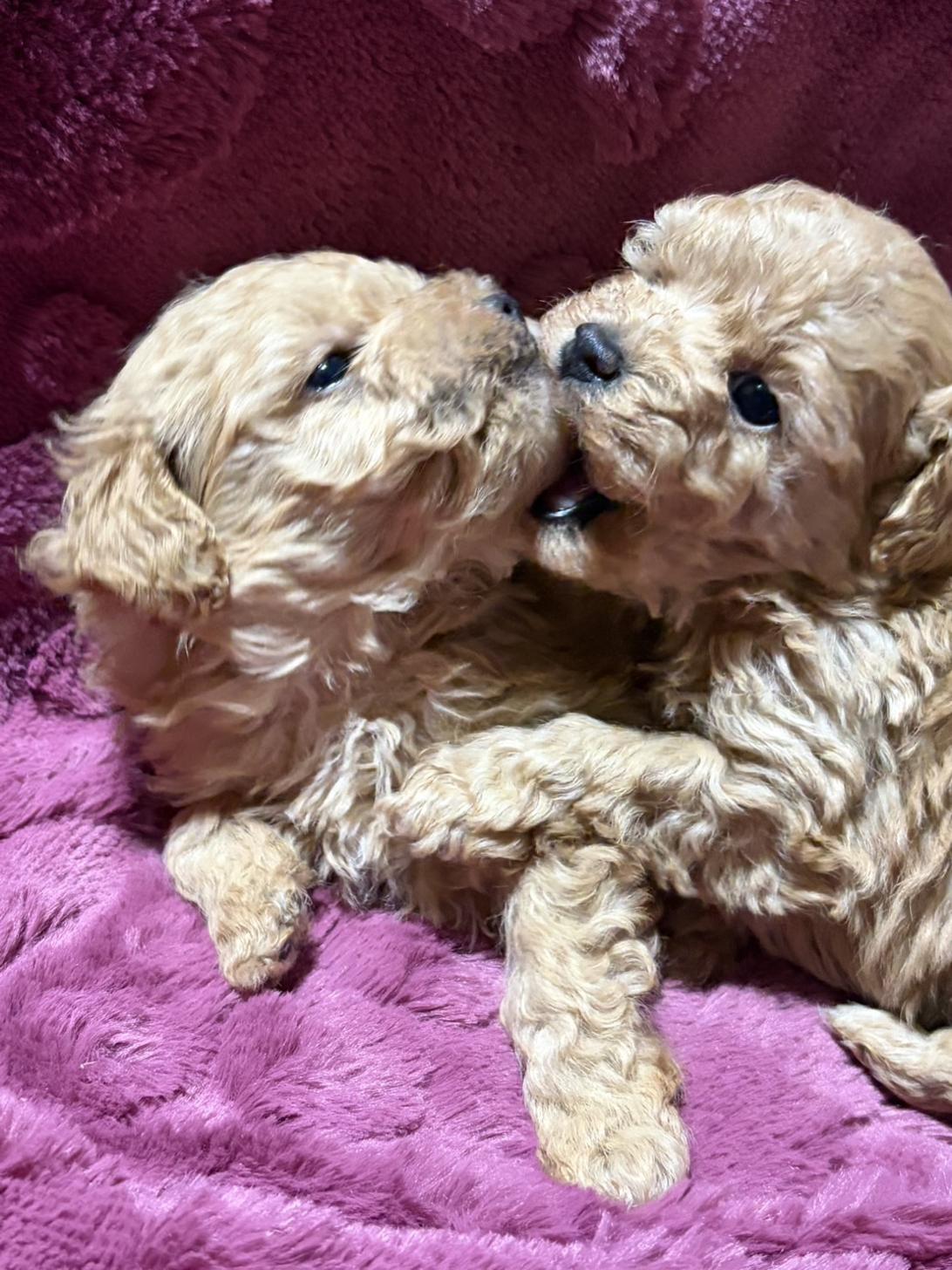 滋賀県のトイプードル(ティーカップ) (ナカニシケンネル/2025年12月2日生まれ/男の子/オレンジフォーン)の子犬の2枚目の画像