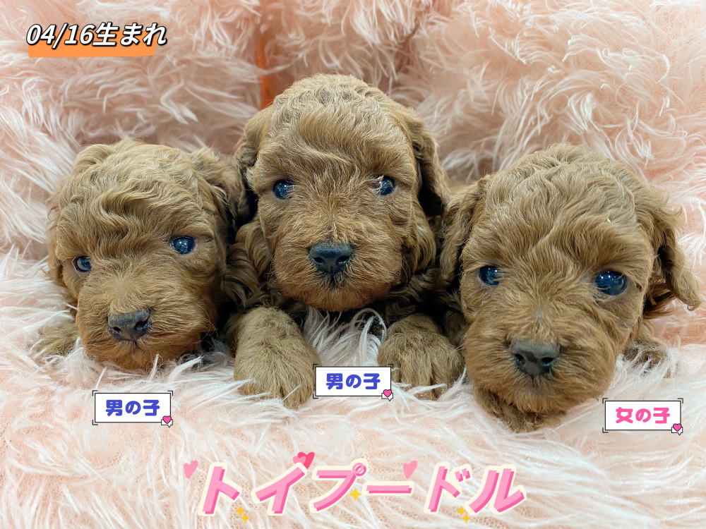 新潟県のトイプードル(トイ) (竹内ペット 新津本店/2026年4月16日生まれ/男の子/レッド)の子犬