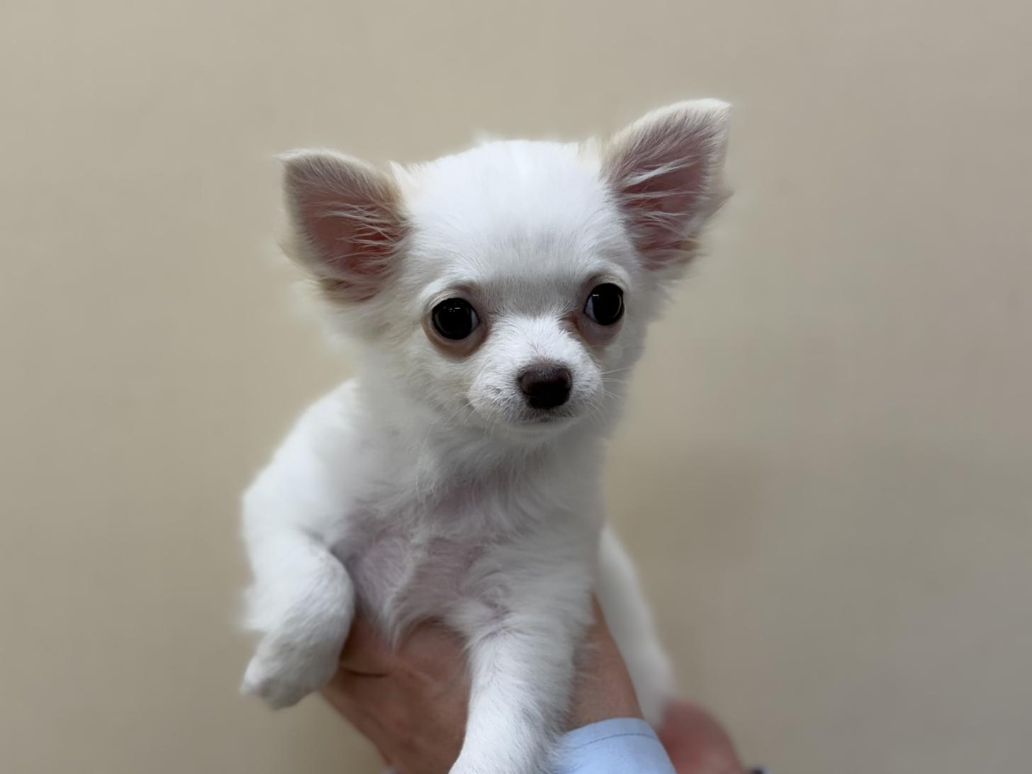 神奈川県のチワワ(ロング) (ペットアイランド海老名店/2025年10月17日生まれ/女の子/クリーム)の子犬