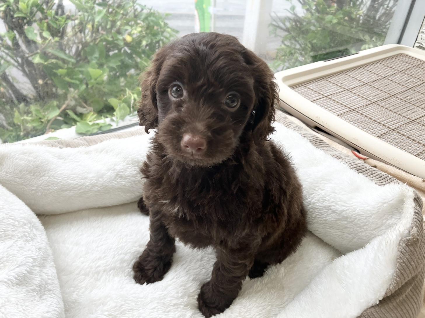 熊本県のチワプー/プーチー(チワワ×プードル) (スタードッグス新熊本店/2025年9月12日生まれ/男の子/ブラウン)の子犬の1枚目の画像