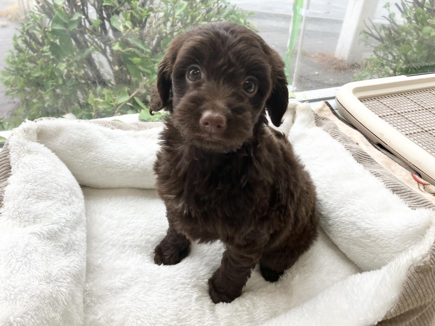 熊本県のチワプー/プーチー(チワワ×プードル) (スタードッグス新熊本店/2025年9月12日生まれ/男の子/ブラウン)の子犬の2枚目の画像