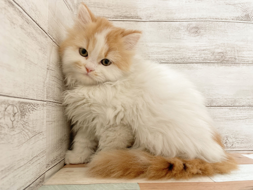 新潟県のマンチカン (竹内ペット 新津本店/2025年10月1日生まれ/女の子/レッドタビーホワイト)の子猫の1枚目の画像