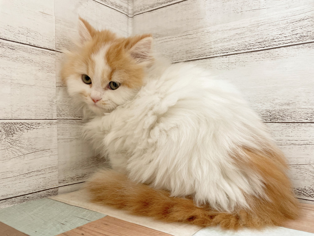 新潟県のマンチカン (竹内ペット 新津本店/2025年10月1日生まれ/女の子/レッドタビーホワイト)の子猫の2枚目の画像