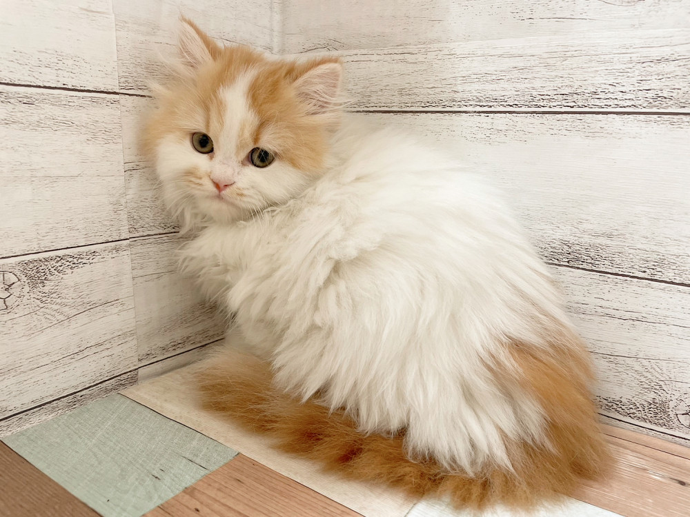 新潟県のマンチカン (竹内ペット 新津本店/2025年10月1日生まれ/女の子/レッドタビーホワイト)の子猫の3枚目の画像