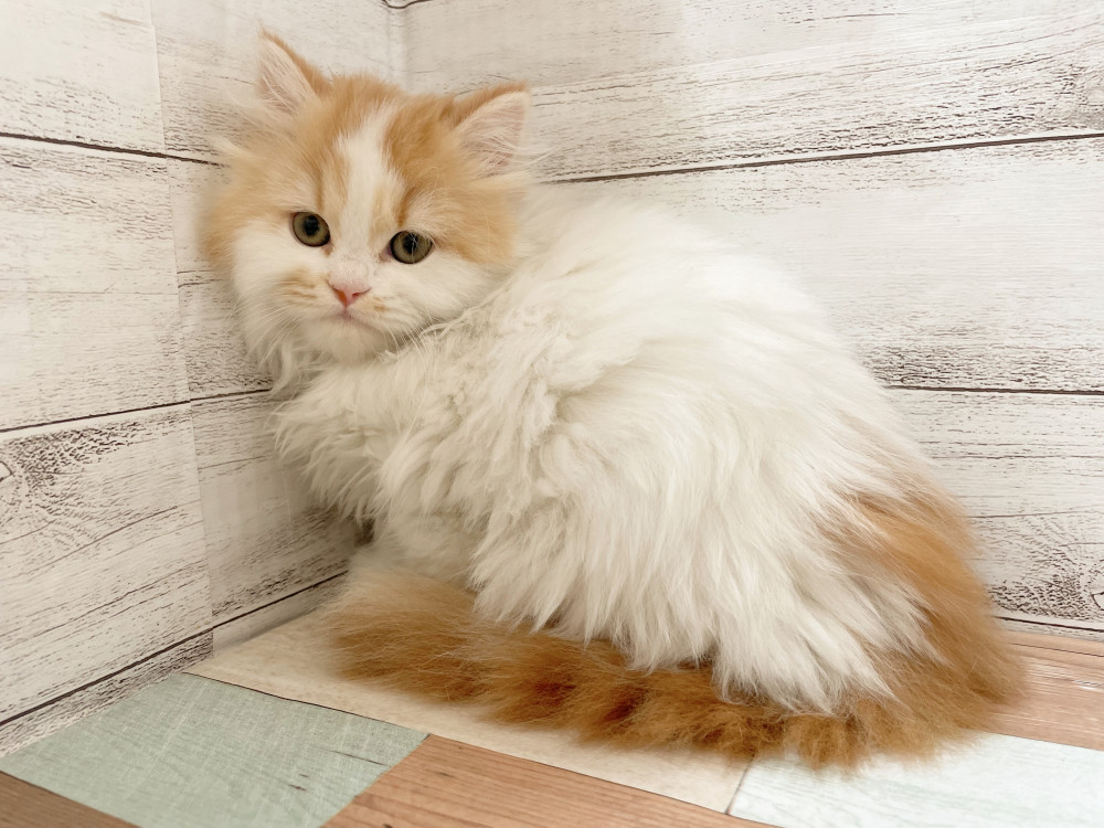 新潟県のマンチカン (竹内ペット 新津本店/2025年10月1日生まれ/女の子/レッドタビーホワイト)の子猫の4枚目の画像