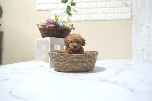 滋賀県のトイプードル(タイニー) (いっぷく湖南店/2025年11月10日生まれ/女の子/レッドフォーン)の子犬の1枚目の画像