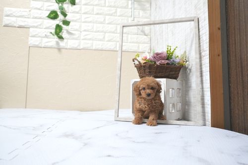 滋賀県のトイプードル(タイニー) (いっぷく湖南店/2025年11月10日生まれ/女の子/レッドフォーン)の子犬の2枚目の画像