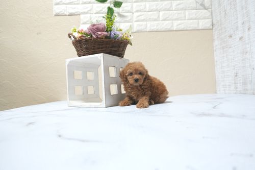 滋賀県のトイプードル(タイニー) (いっぷく湖南店/2025年11月10日生まれ/女の子/レッドフォーン)の子犬の3枚目の画像