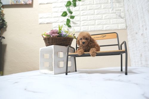 滋賀県のトイプードル(タイニー) (いっぷく湖南店/2025年11月10日生まれ/女の子/レッドフォーン)の子犬の4枚目の画像