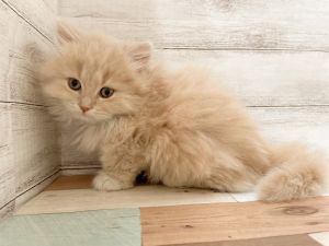 新潟県のマンチカン (竹内ペット 新津本店/2025年11月8日生まれ/女の子/クリームタビー)の子猫の1枚目の画像