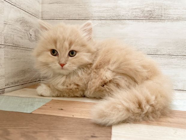 新潟県のマンチカン (竹内ペット 新津本店/2025年11月8日生まれ/女の子/クリームタビー)の子猫の2枚目の画像