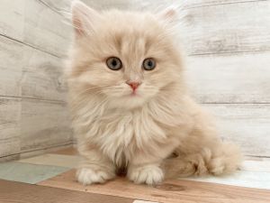 新潟県のマンチカン (竹内ペット 新津本店/2025年11月8日生まれ/女の子/クリームタビー)の子猫の3枚目の画像