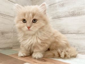 新潟県のマンチカン (竹内ペット 新津本店/2025年11月8日生まれ/女の子/クリームタビー)の子猫の4枚目の画像