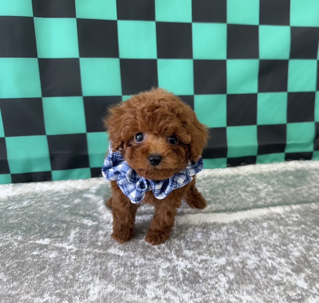 大阪府のトイプードル(ティーカップ) (ぱぴぷぺっと大阪店/2025年9月16日生まれ/男の子/レッド)の子犬の1枚目の画像