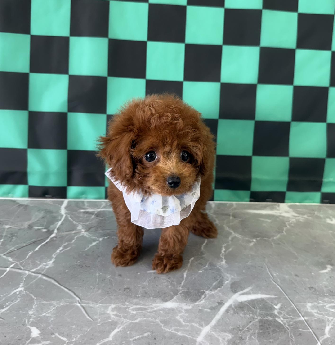 大阪府のトイプードル(ティーカップ) (ぱぴぷぺっと大阪店/2025年9月16日生まれ/男の子/レッド)の子犬の1枚目の画像