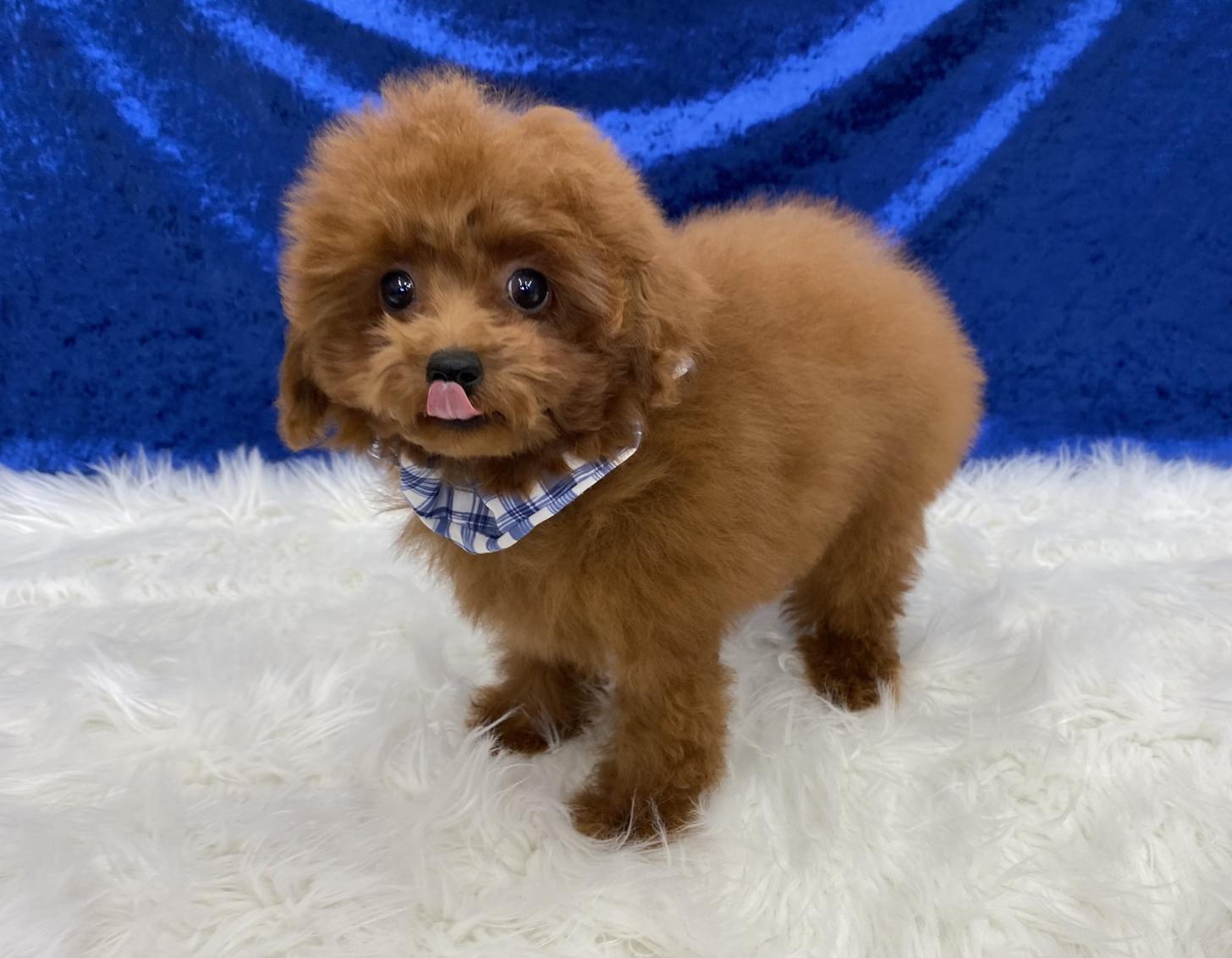 大阪府のトイプードル(ティーカップ) (ぱぴぷぺっと大阪店/2025年9月16日生まれ/男の子/レッド)の子犬の2枚目の画像