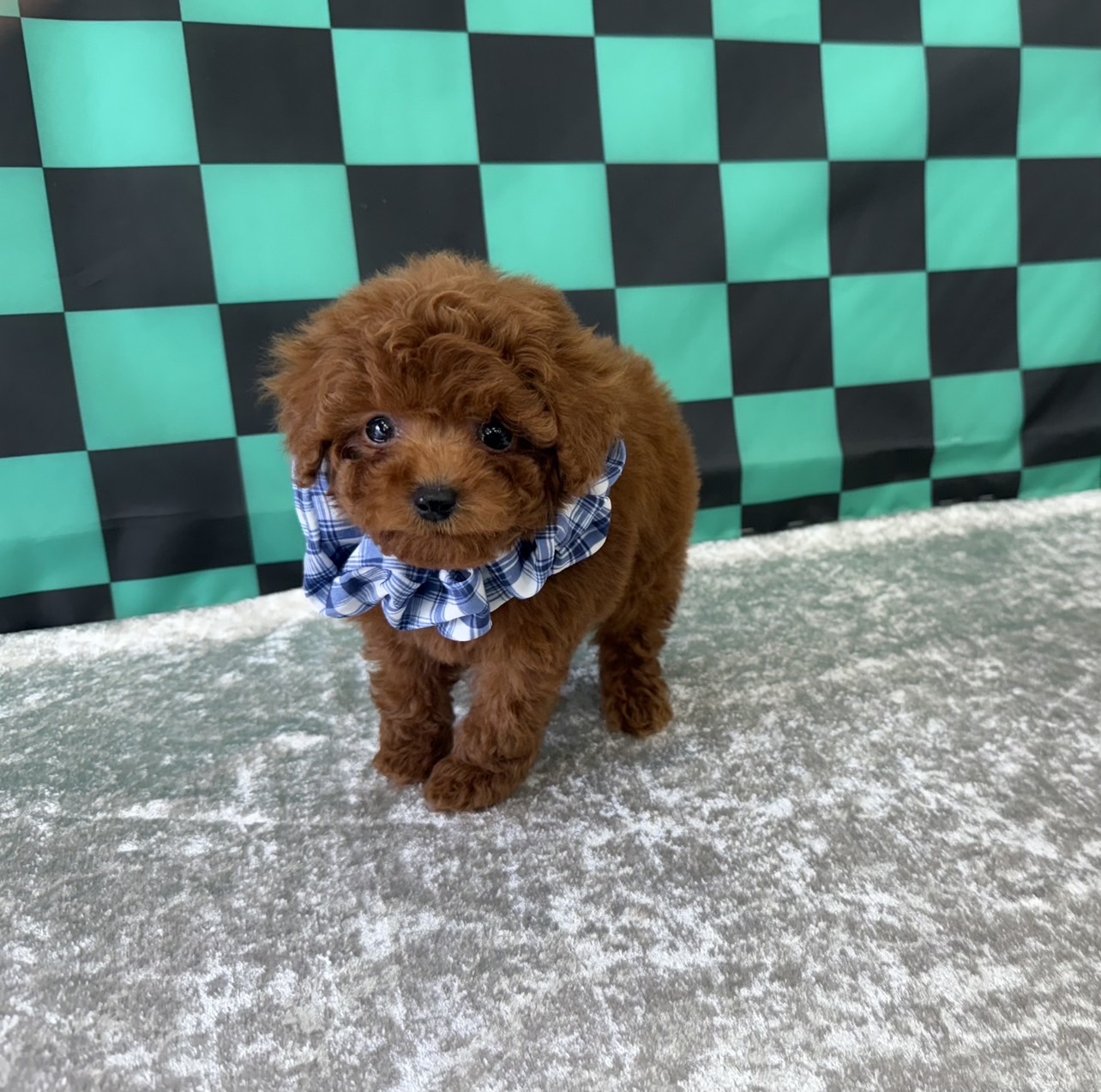 大阪府のトイプードル(ティーカップ) (ぱぴぷぺっと大阪店/2025年9月16日生まれ/男の子/レッド)の子犬の2枚目の画像